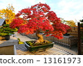 Maple  13161973