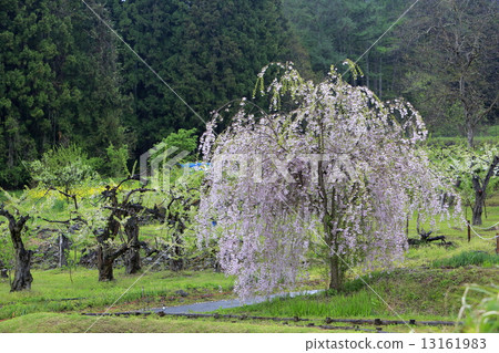 One cherry tree blooming in the countryside 13161983