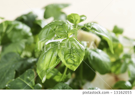 羅勒水培文化a 13162055