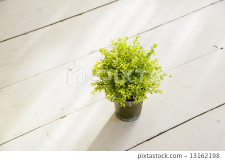 Foliage plant  13162198
