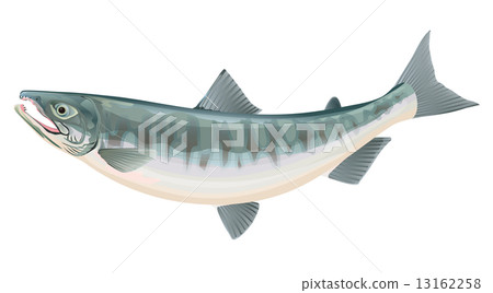 salmon  13162258