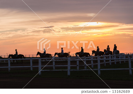 Race Horses Training Track Riders Silhoutted Sunrise 13162689