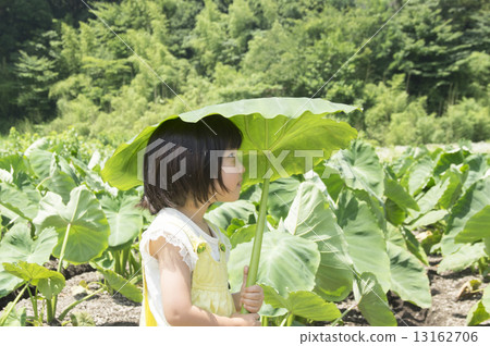 Big umbrella 13162706