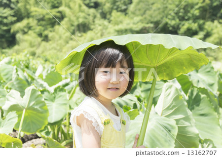 A girl with a big leaf as an umbrella in a taro field 13162707