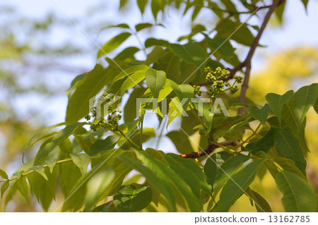 The flower bud of the yellowfin tuna 13162785