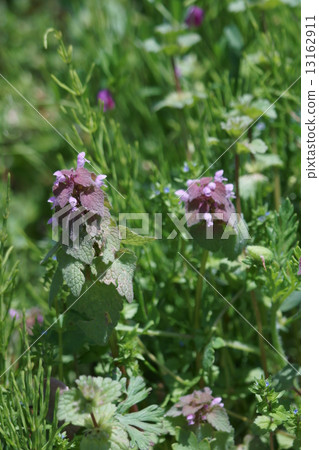 Princess Odyuko Himeodorikosou The flower language is "merry" 13162911