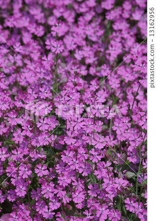 它被稱為Bagsukubo Fukuro Nadeshiko Sirene。 它被稱為Bagsukubo Fukuro Nadeshiko Sirene。 13162956