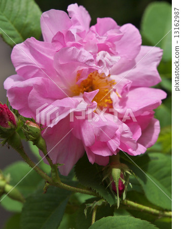 Amelia Amelia 13162987