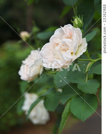 Alba Maxima Alba Maxima 13162988