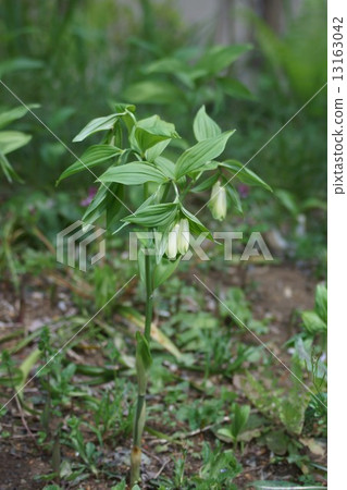 My name is Takara Grasshopper. 13163042