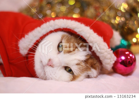 貓在聖誕老人服裝 13163234