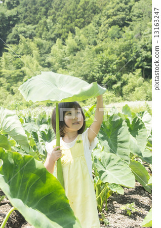 Big umbrella 13163247