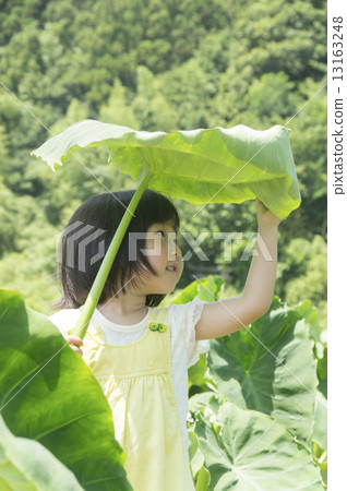 Child with big umbrella in the field of taro 13163248