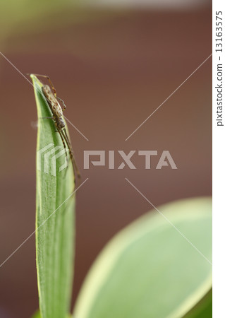 Spiders and leaves of umbrella Spiders and leaves of umbrella 13163575