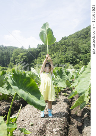 芋頭葉 13163622
