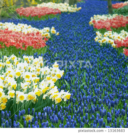 Keukenhof Gardens, Lisse, Netherlands Keukenhof Gardens, Lisse, Netherlands 13163683