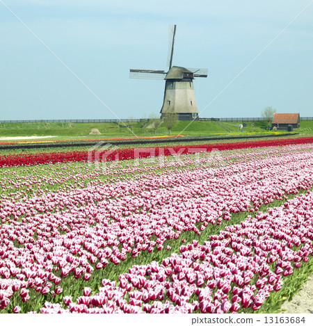 windmill with tulip field near Schermerhorn, Netherlands 13163684