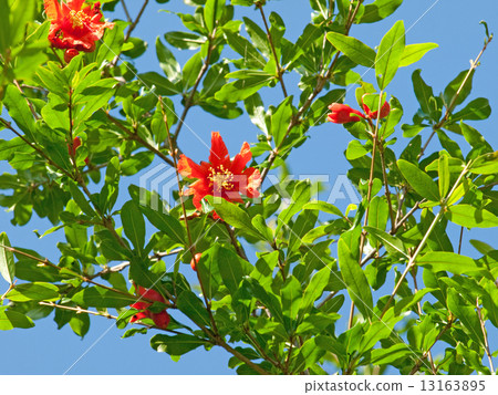 Pomegranate flower 13163895