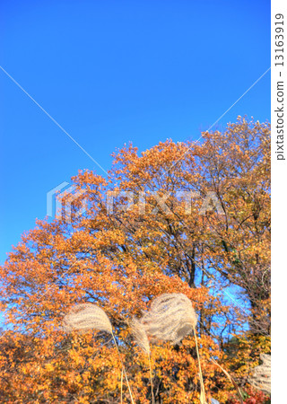 Ears and autumn leaves of Susuki 13163919