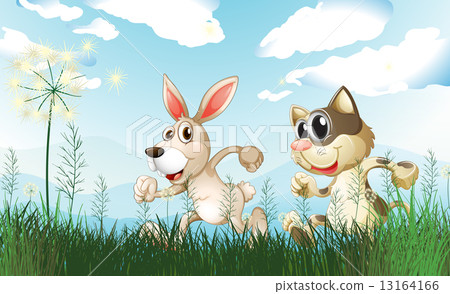 A rabbit and a cat at the field A rabbit and a cat at the field 13164166