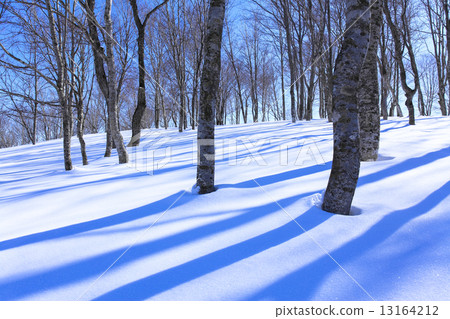 Winter trees and blue sky Winter trees and blue sky 13164212
