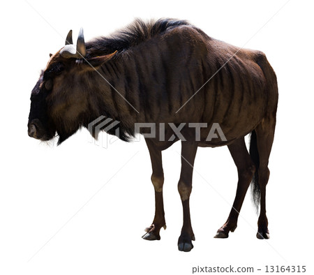 blue wildebeest blue wildebeest 13164315