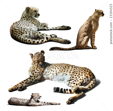 Set of Cheetah. Isolated over white Set of Cheetah. Isolated over white 13164325