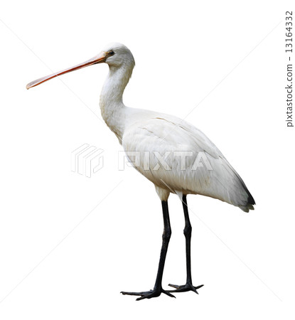 Eurasian Spoonbill Eurasian Spoonbill 13164332
