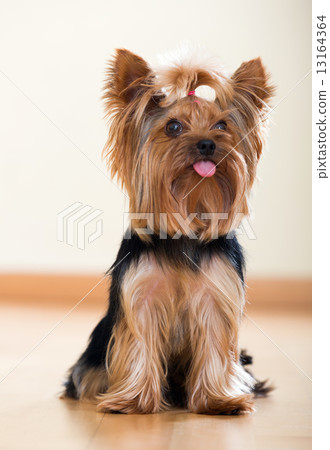 Yorkshire Terrier sitting on floor Yorkshire Terrier sitting on floor 13164364