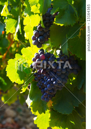 Close-up of vineyards plant Close-up of vineyards plant 13164365