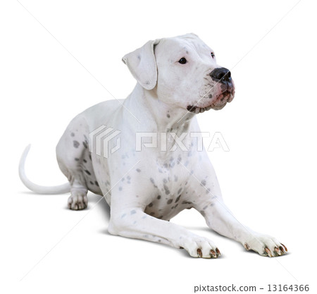 lying  Dogo Argentino on white 13164366