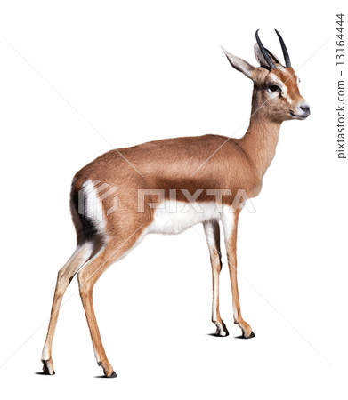 Dorcas gazelle.  Isolated over white background 13164444