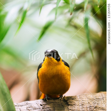oriole 13164456