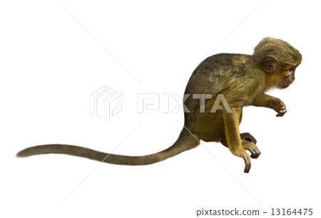 Talapoin (Miopithecus talapoin) 13164475