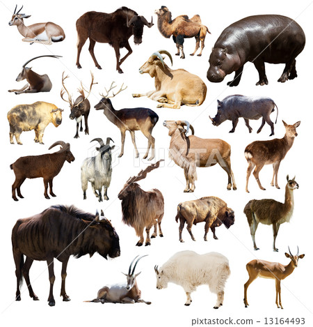 Set of Artiodactyla mammal animals on white 13164493