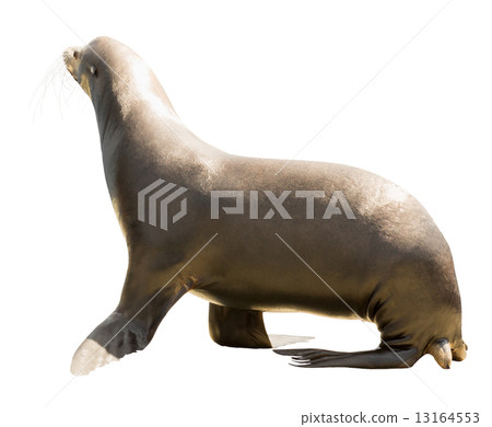 Earless seal 13164553
