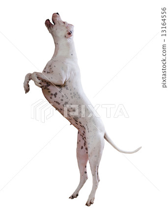 Dogo Argentino 13164556