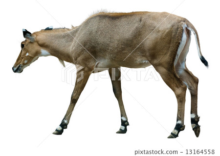 Nilgai Nilgai 13164558