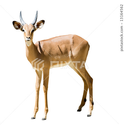 Male impala 13164562