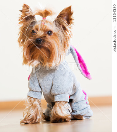Yorkie dressed in overcoat 13164580