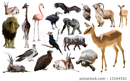 impala and other African animals. Isolated over white 13164581