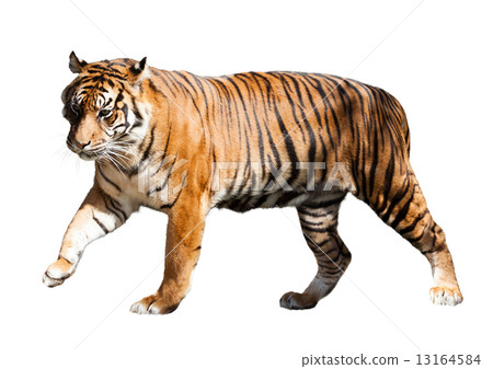 walking adult tiger 13164584