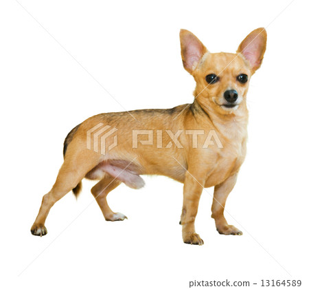 Russkiy Toy 13164589