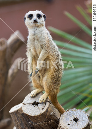 meerkat on tree meerkat on tree 13164616