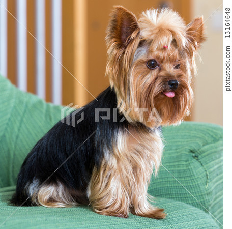 Yorkshire Terrier dog sitting on sofa Yorkshire Terrier dog sitting on sofa 13164648