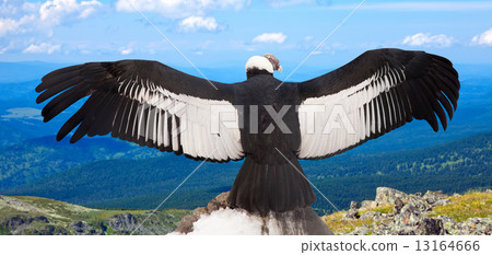 Andean condor  in wildness 13164666