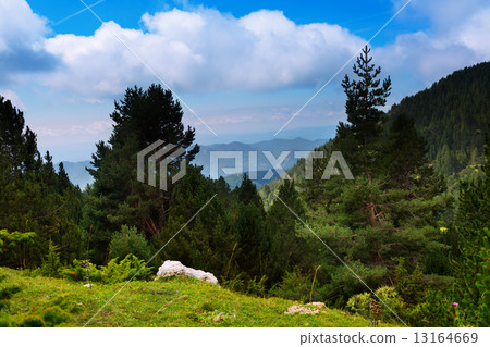 Summer landscape with mountainous forest 13164669
