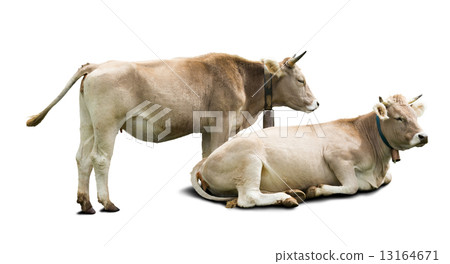 Adult cows Adult cows 13164671