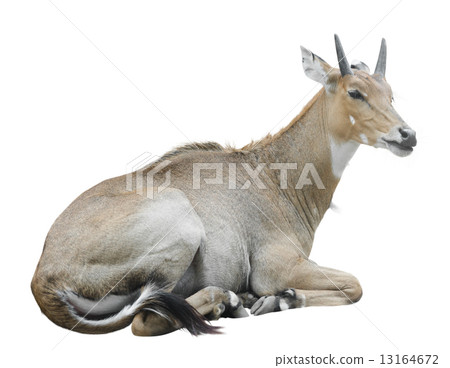 Nilgai (Boselaphus tragocamelus) 13164672