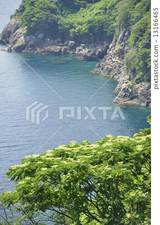 Young leaves and sprouts and the sea of Tango 13166465